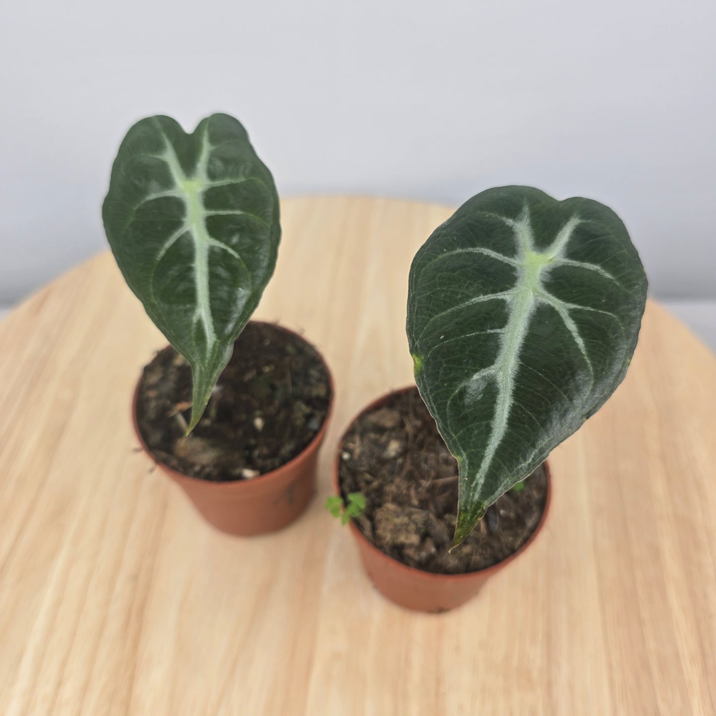 Alocasia Mandalay (JP)