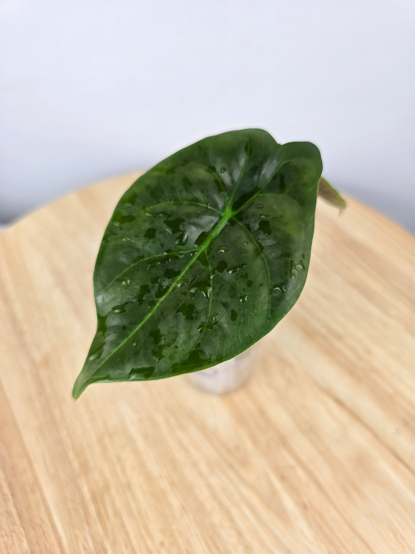 Alocasia Golden Bone (JP)