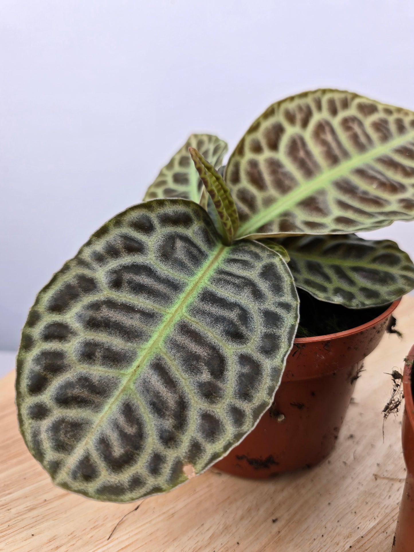 Labisia 'Turtle Back'