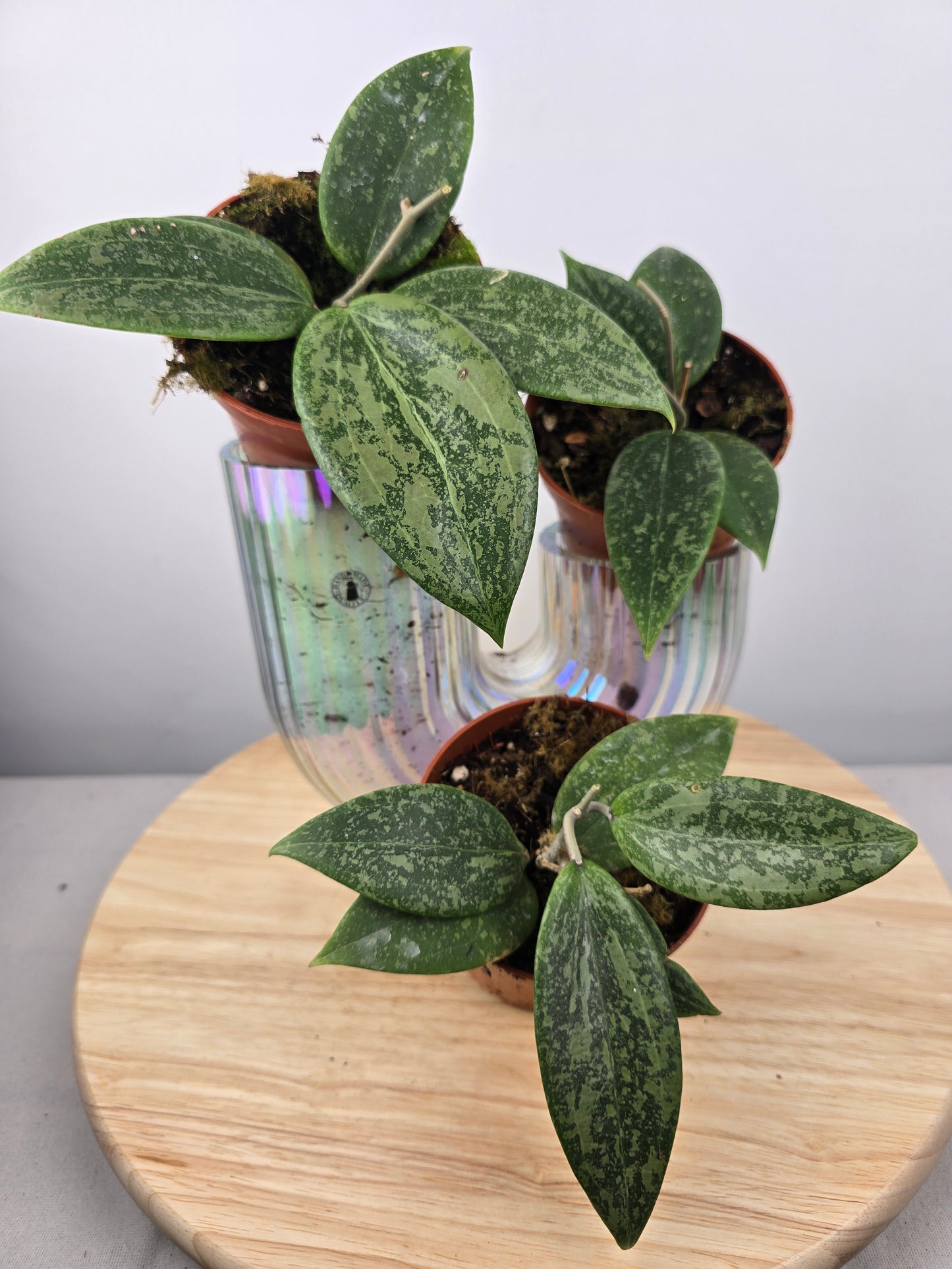 Hoya wibergiae