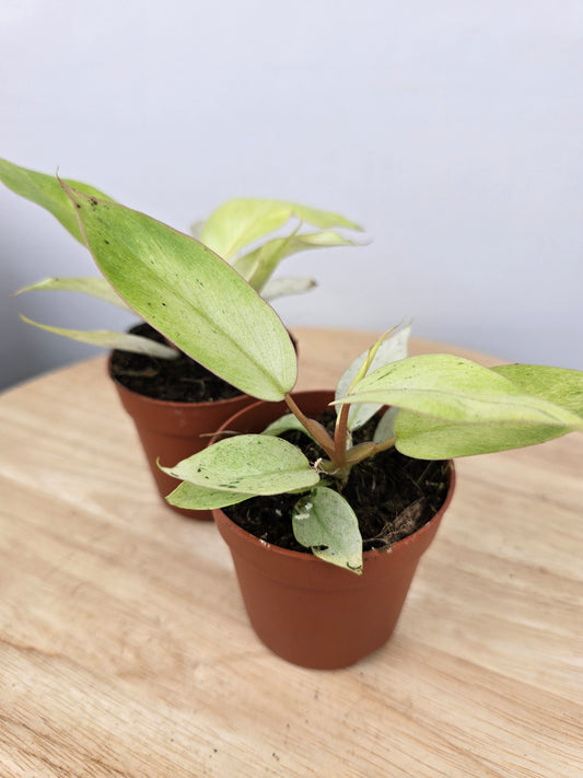 Philodendron 'Snowdrift'