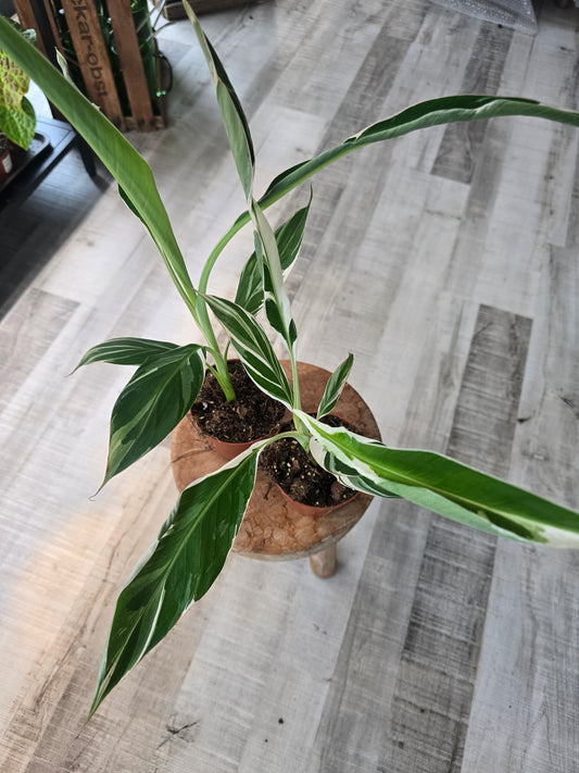 Musa Florida variegata