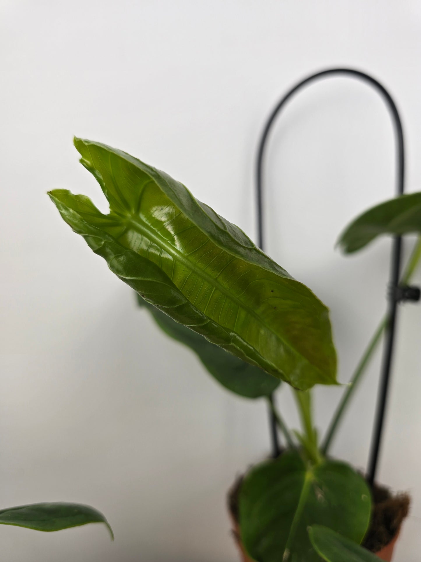 Anthurium Veitchii