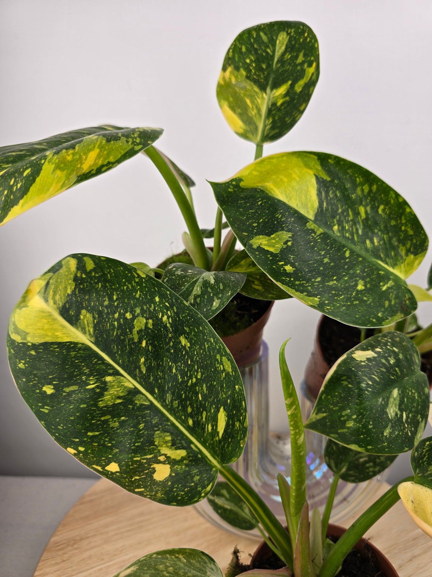 Philodendron Green Congo variegata