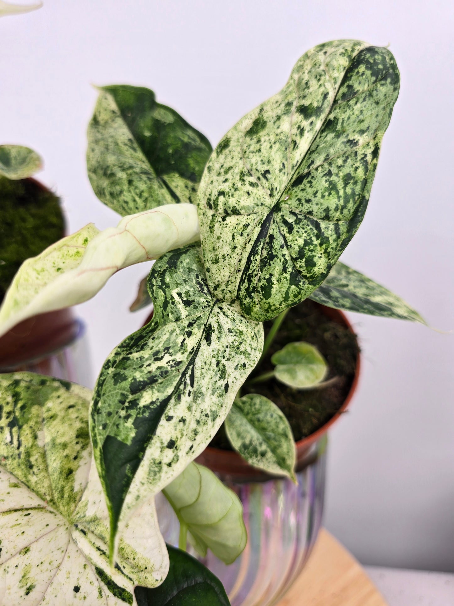 Alocasia 'Dragon Scale Variegata'