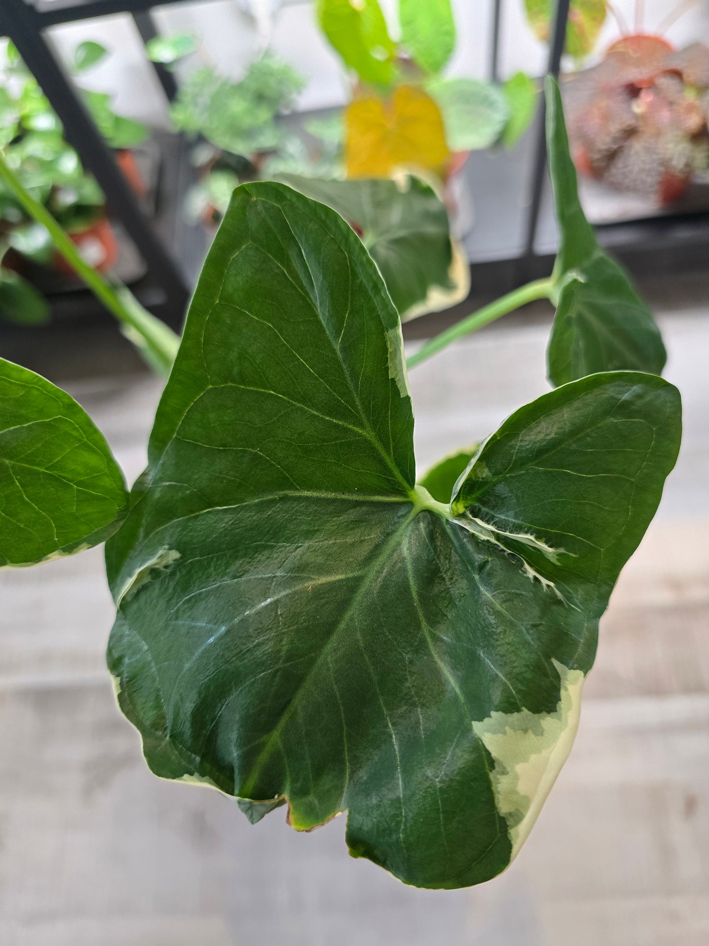 Xanthosoma sagittifolium Mickey Mouse