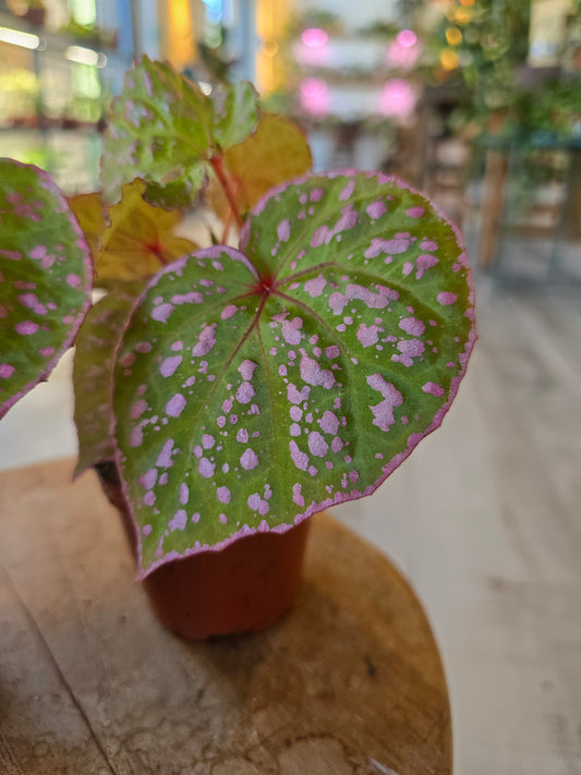 Begonia Muara Wahau