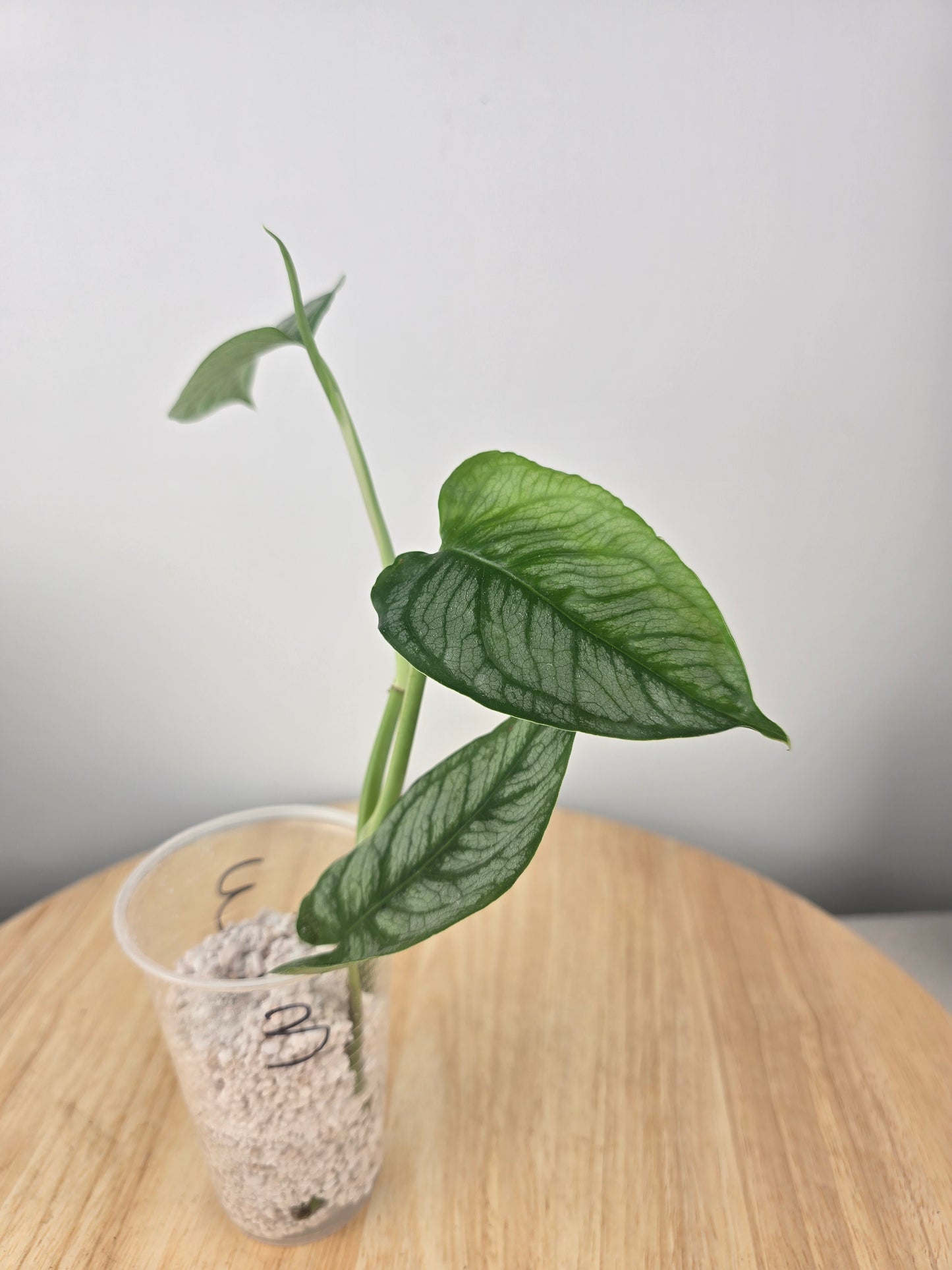Monstera Siltepecana 'El Salvador'