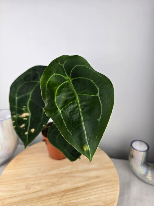 Anthurium forgetii (SC)