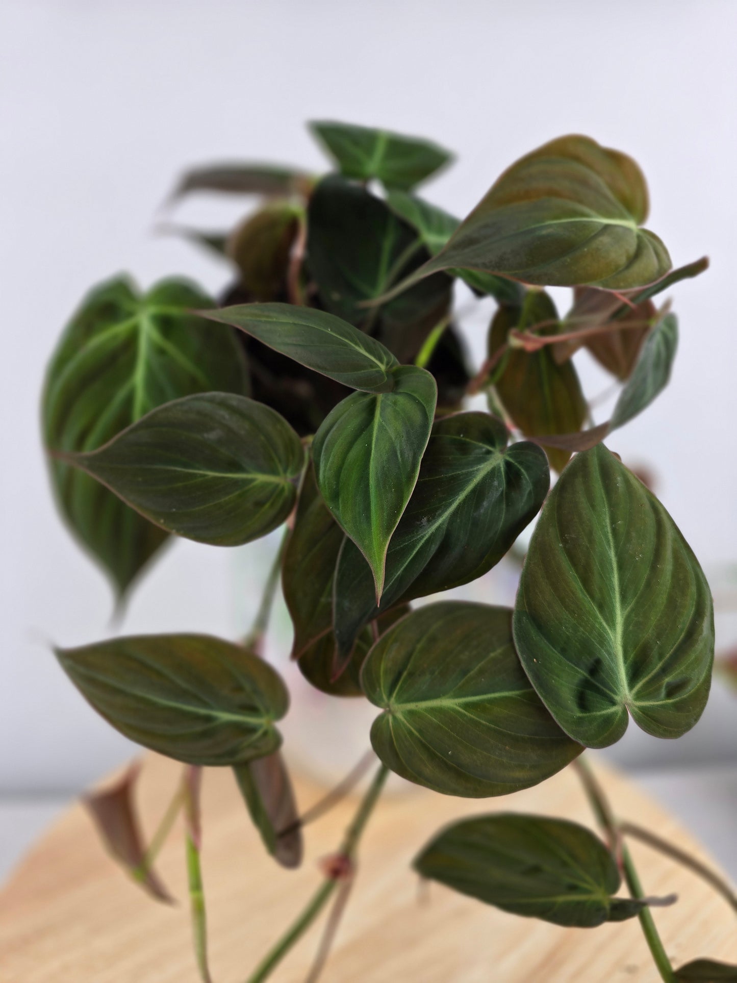 Philodendron scandens micans