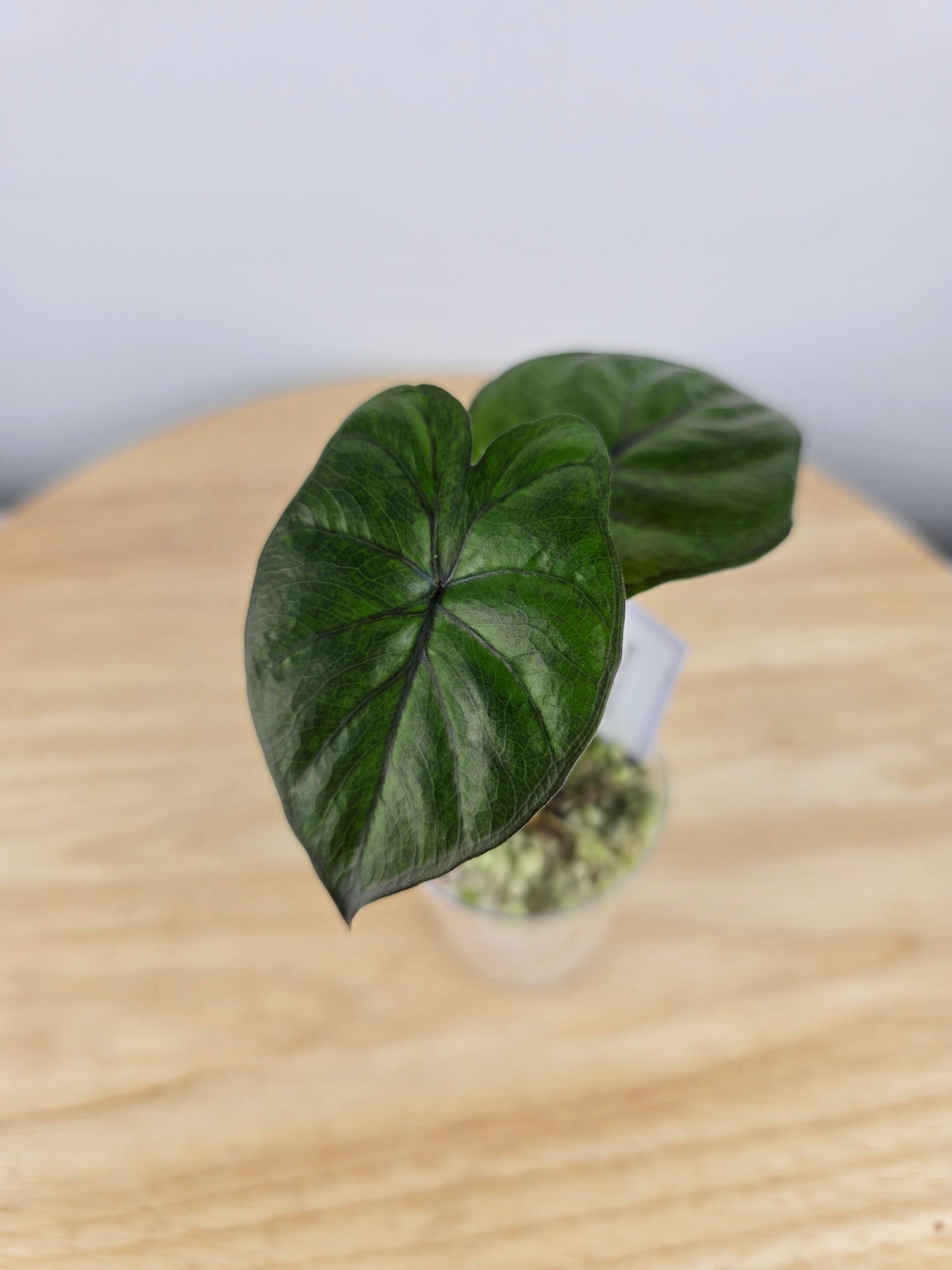 Alocasia Serendipity (JP)