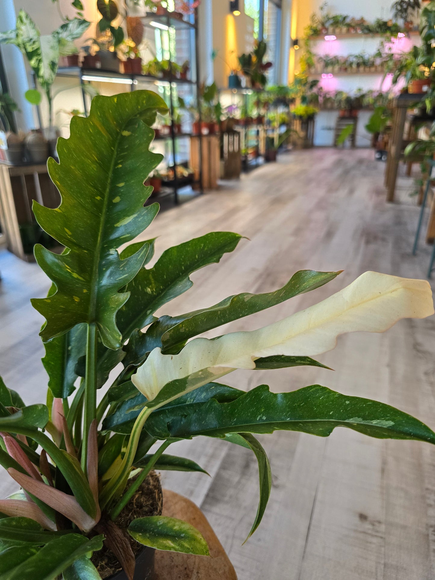 Philodendron 'Ring of Fire'