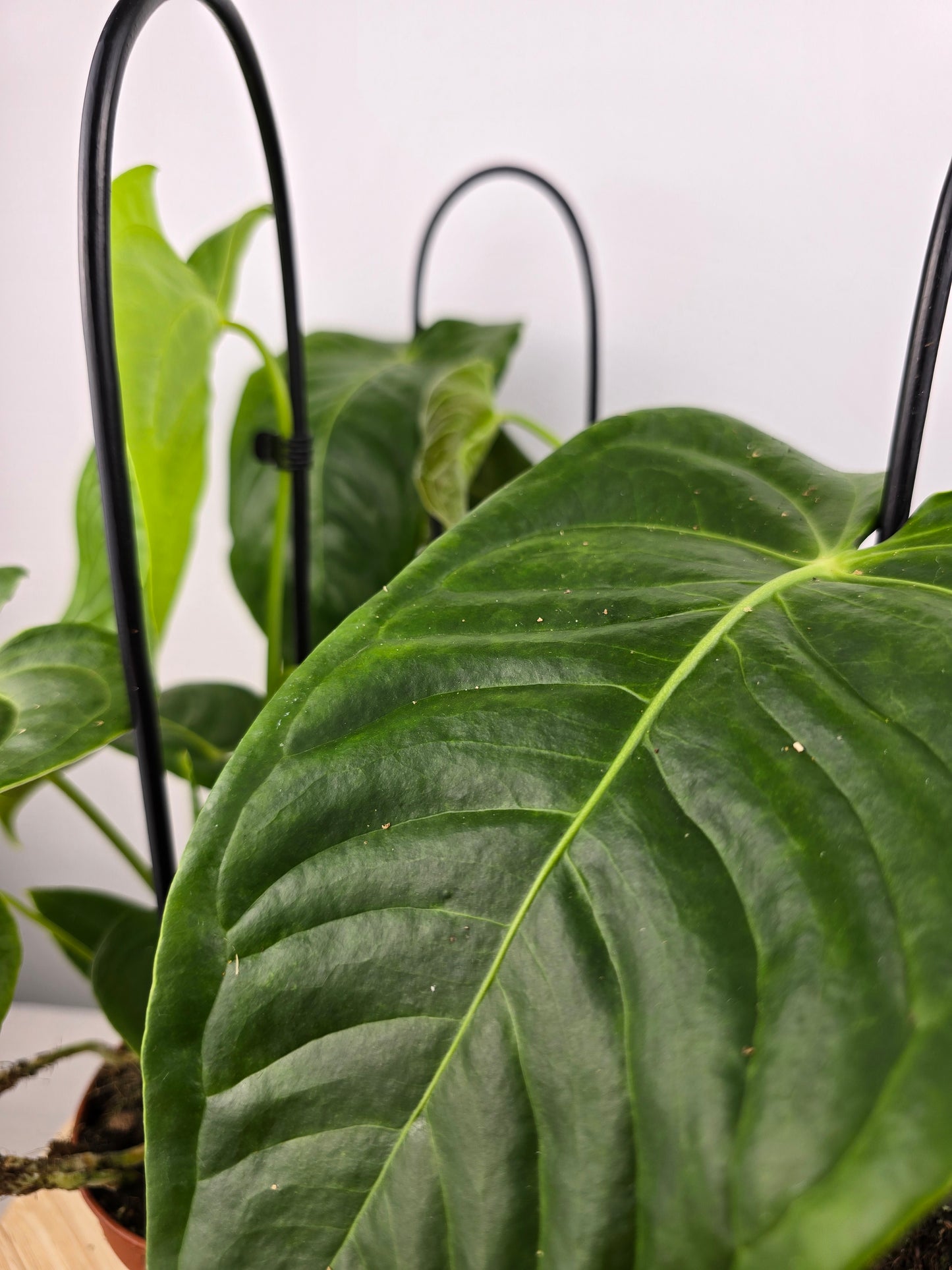 Anthurium Veitchii