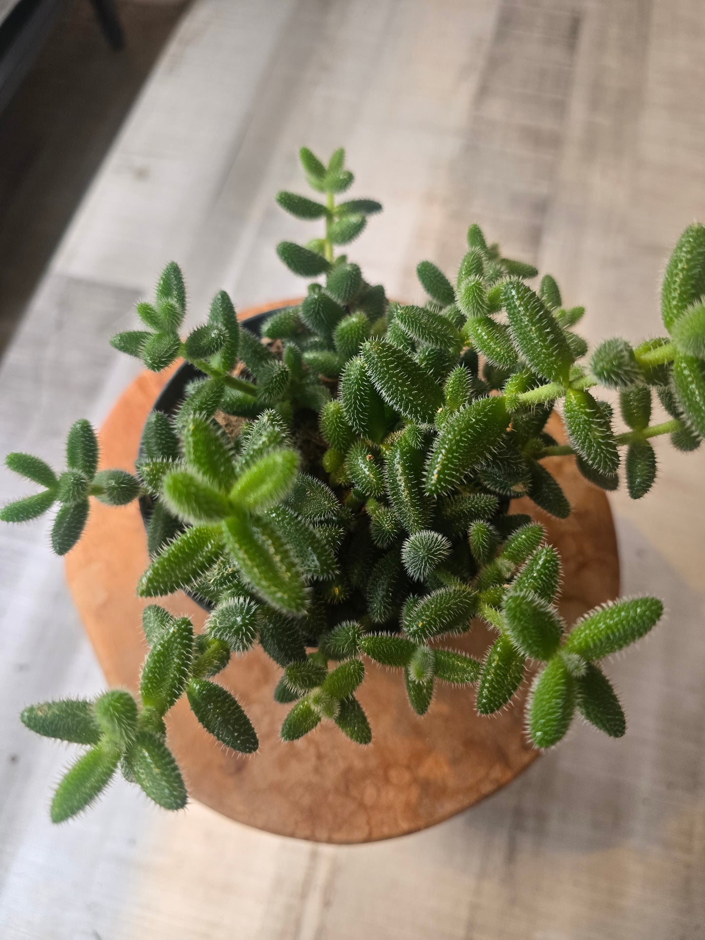 Delosperma echinatum