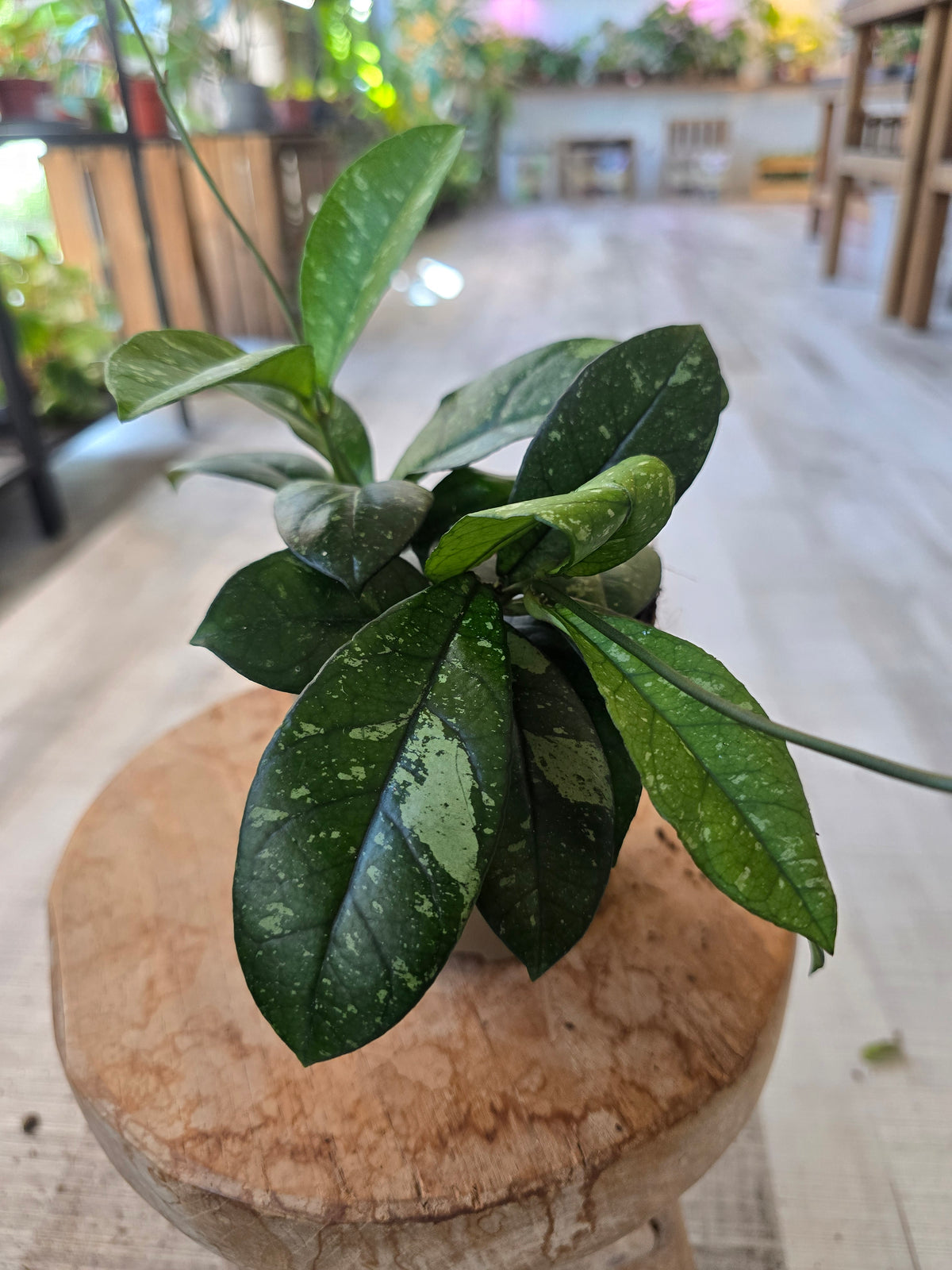 Hoya 'Crassipetiolata' Splash