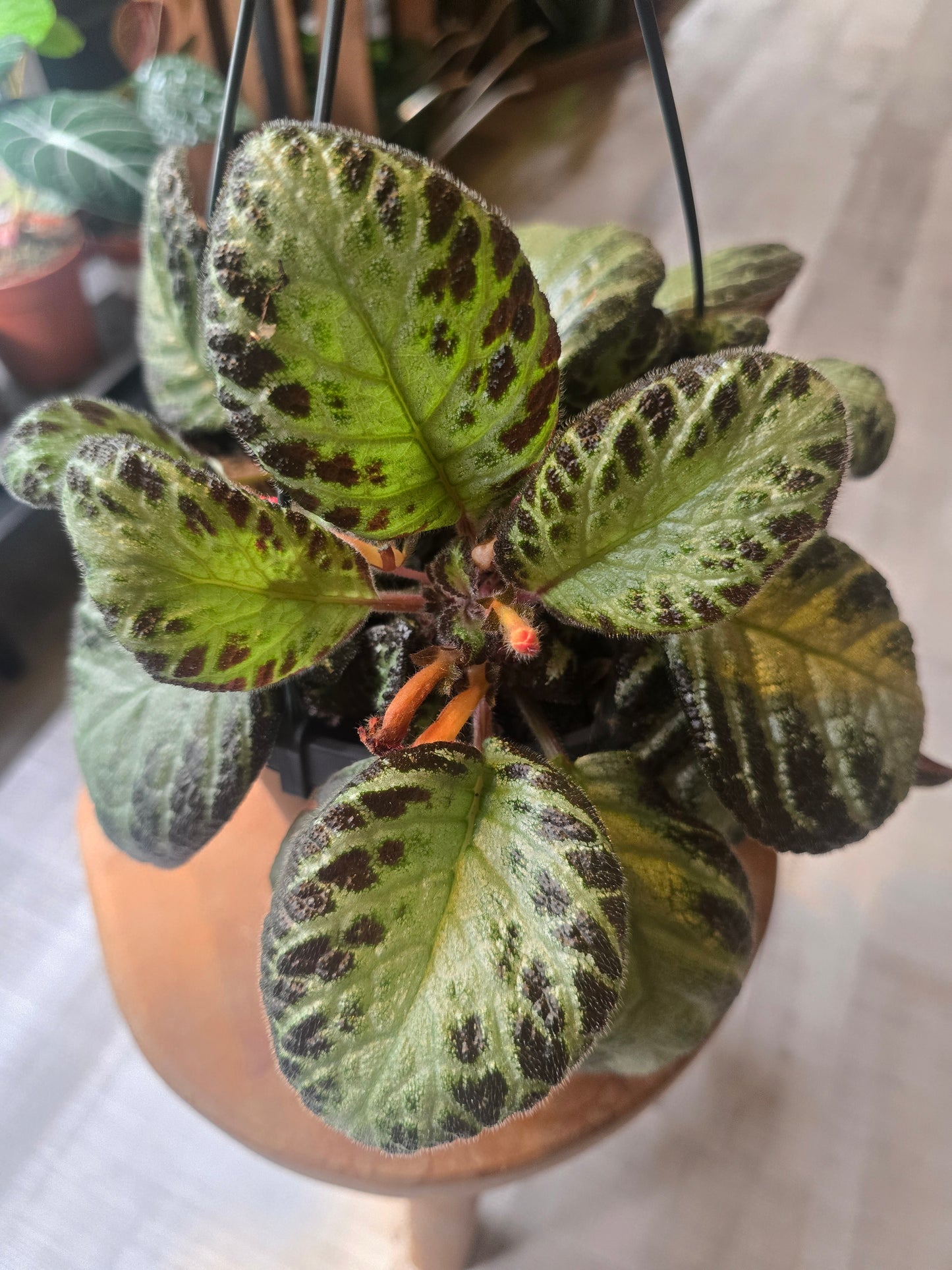 Episcia 'Silver Shield'