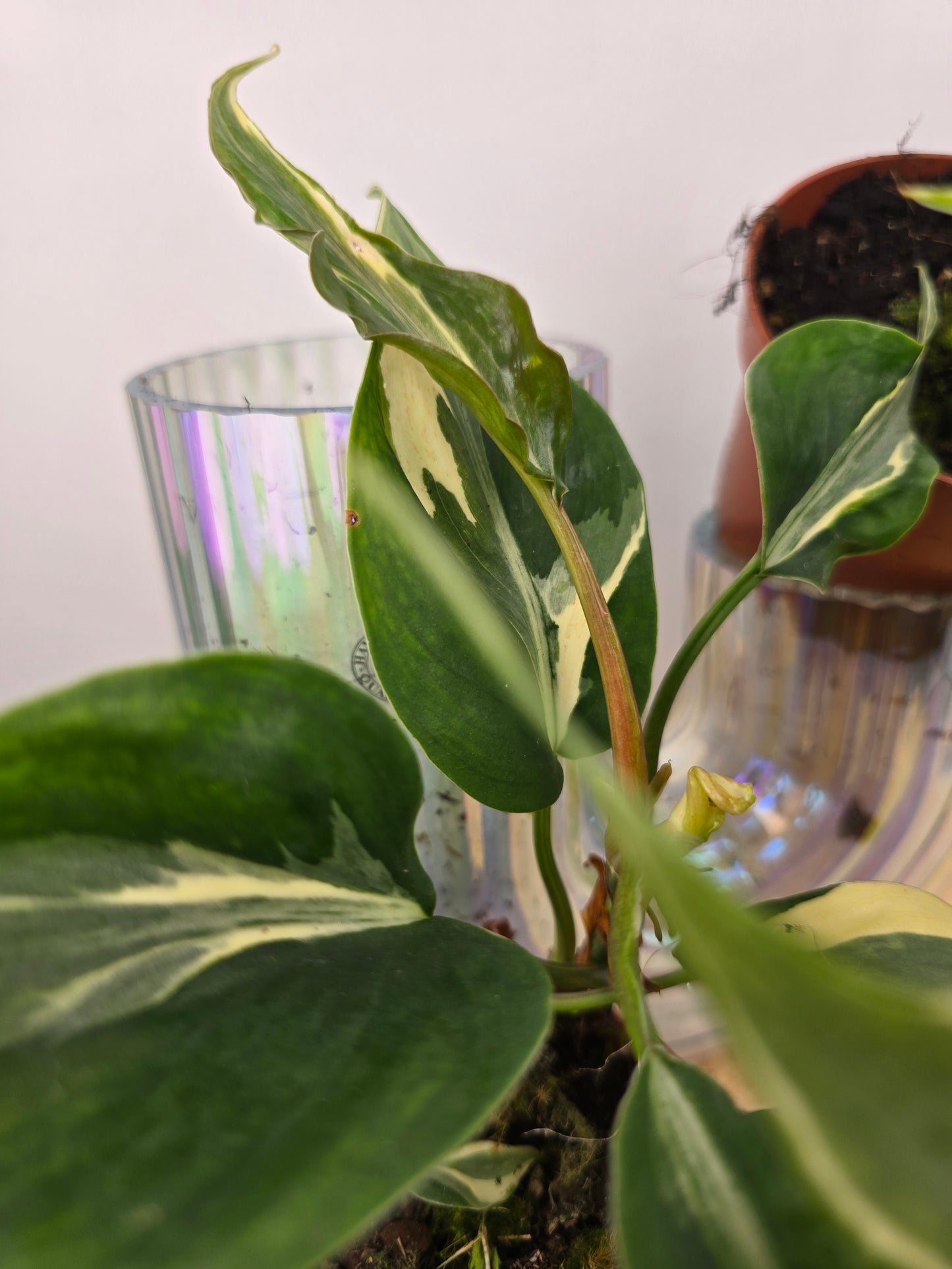 Philodendron hederaceum 'Rio'