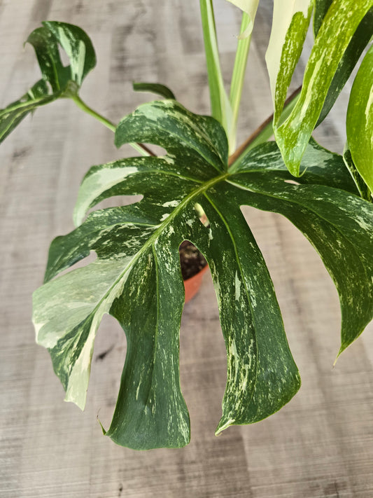 Monstera deliciosa variegata (1)