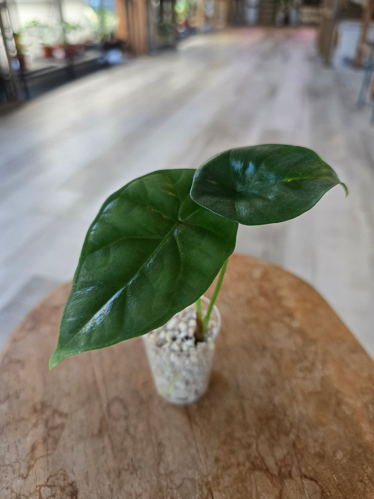 Alocasia Sinuata (JP)