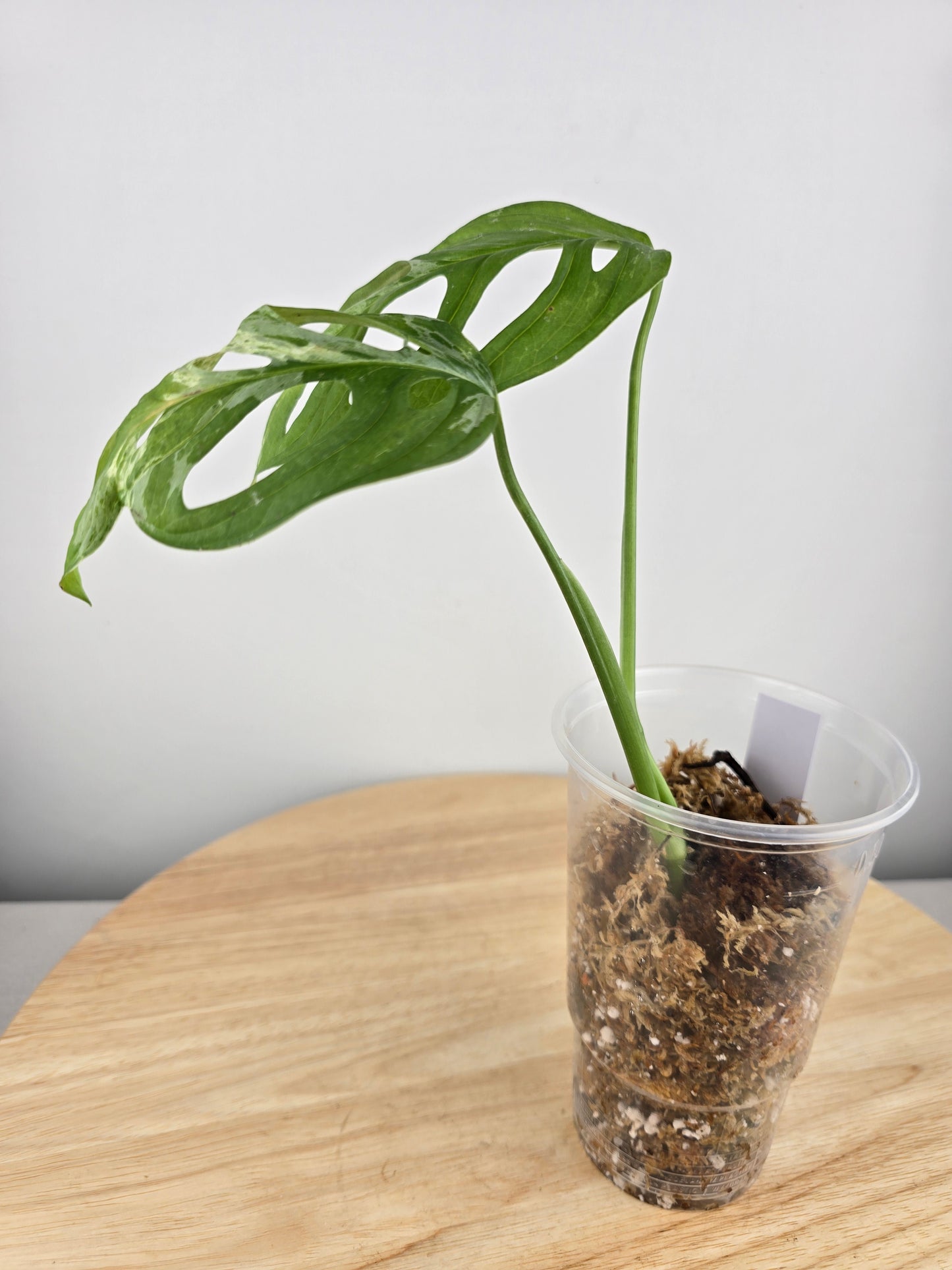 Monstera Adansonii Indonesian Marble (JP)