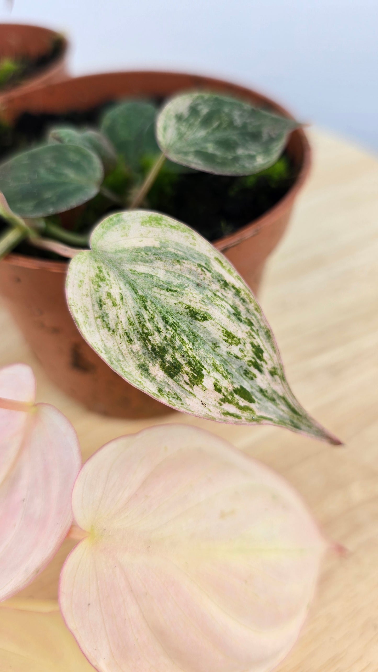 Philodendron scandens micans pink marble variegata