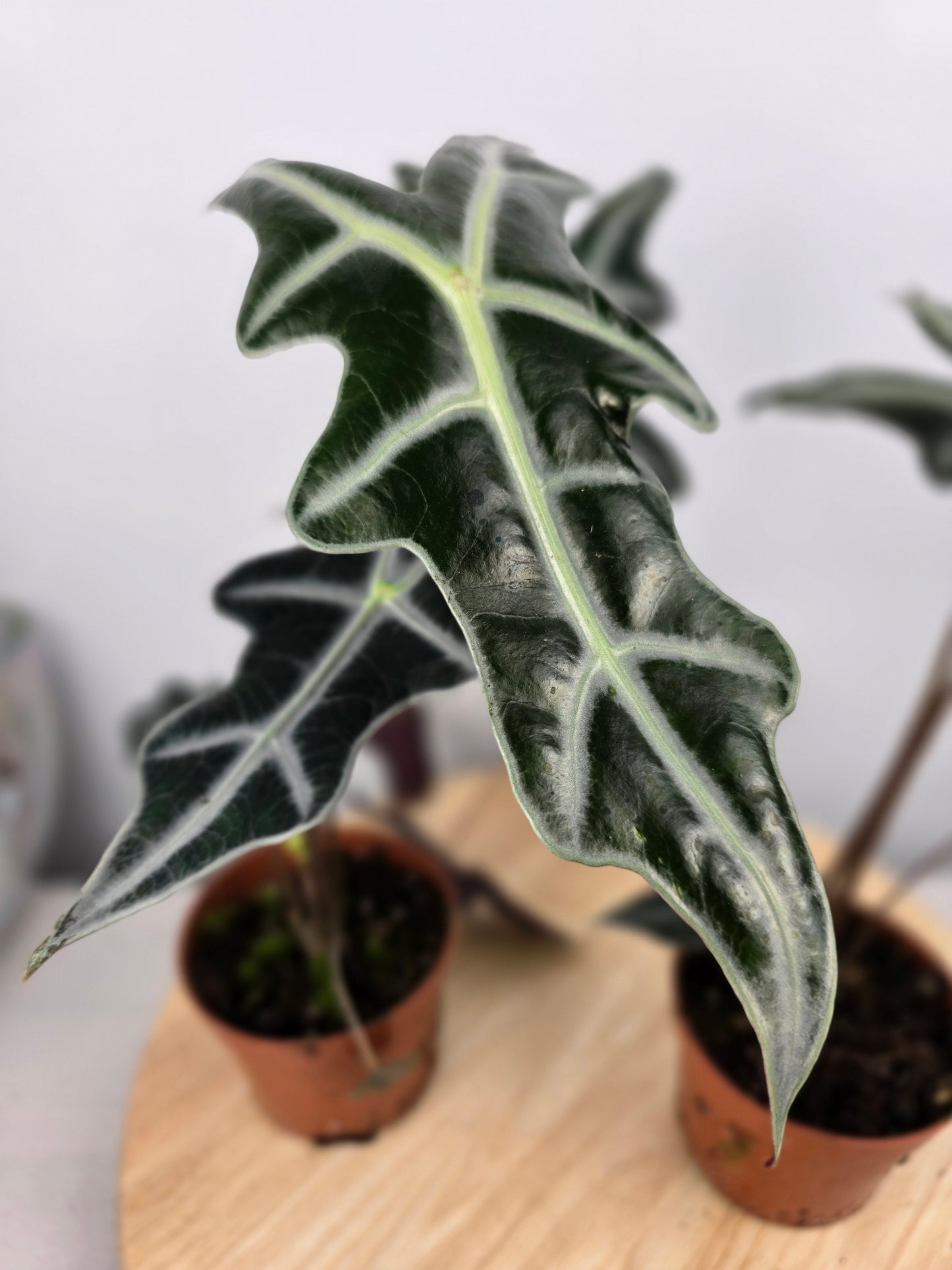 Alocasia Sanderiana 'Nobilis'