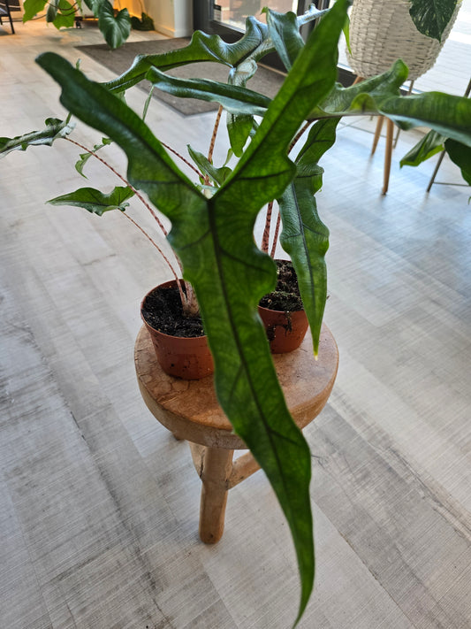 Alocasia Sabrina 'Narrow'