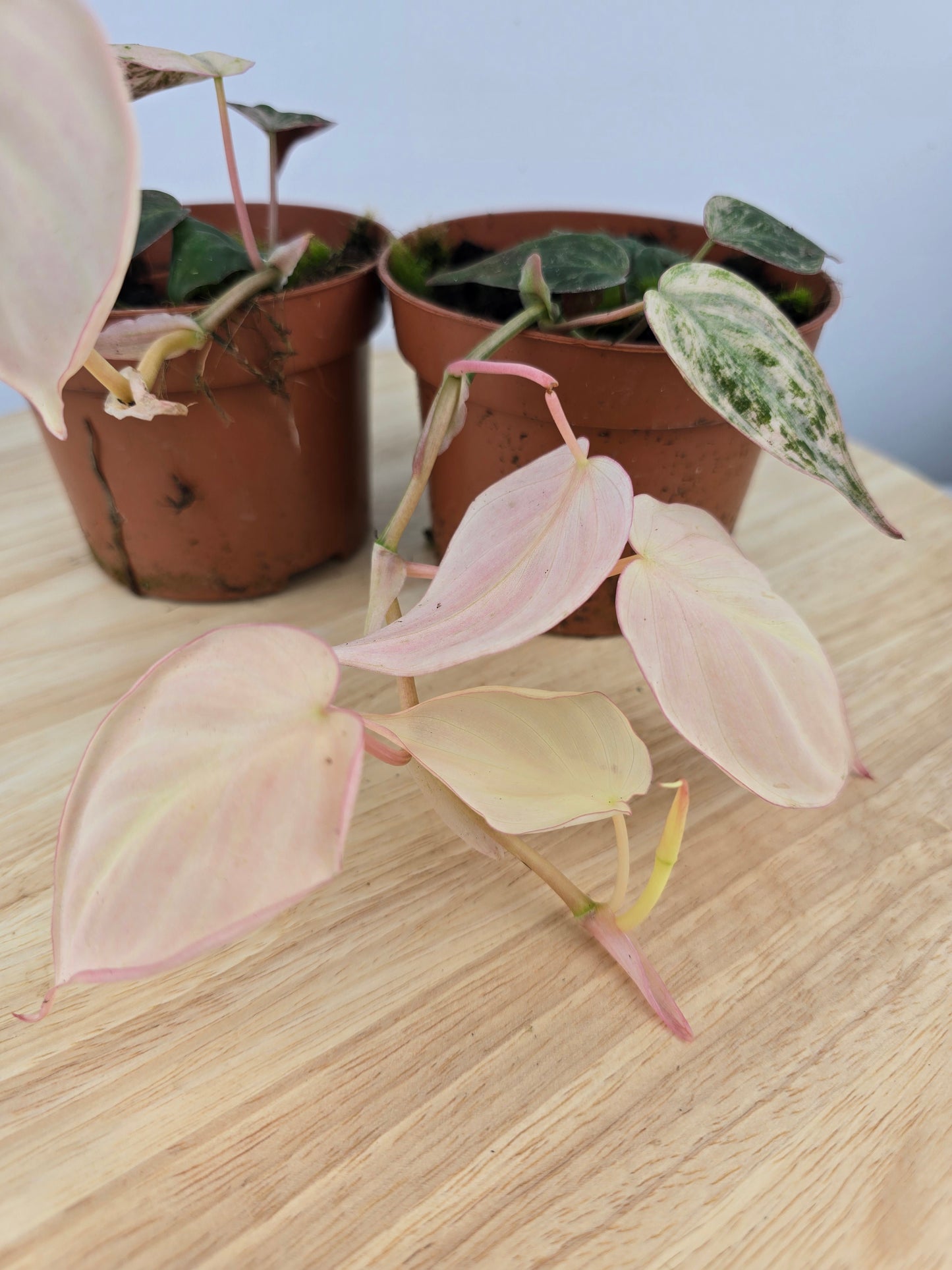 Philodendron scandens micans pink marble variegata