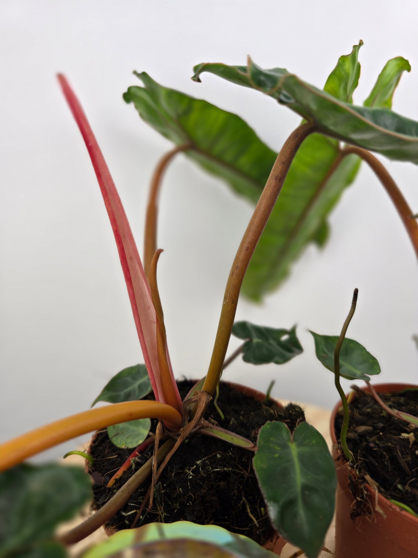 Philodendron billietiae