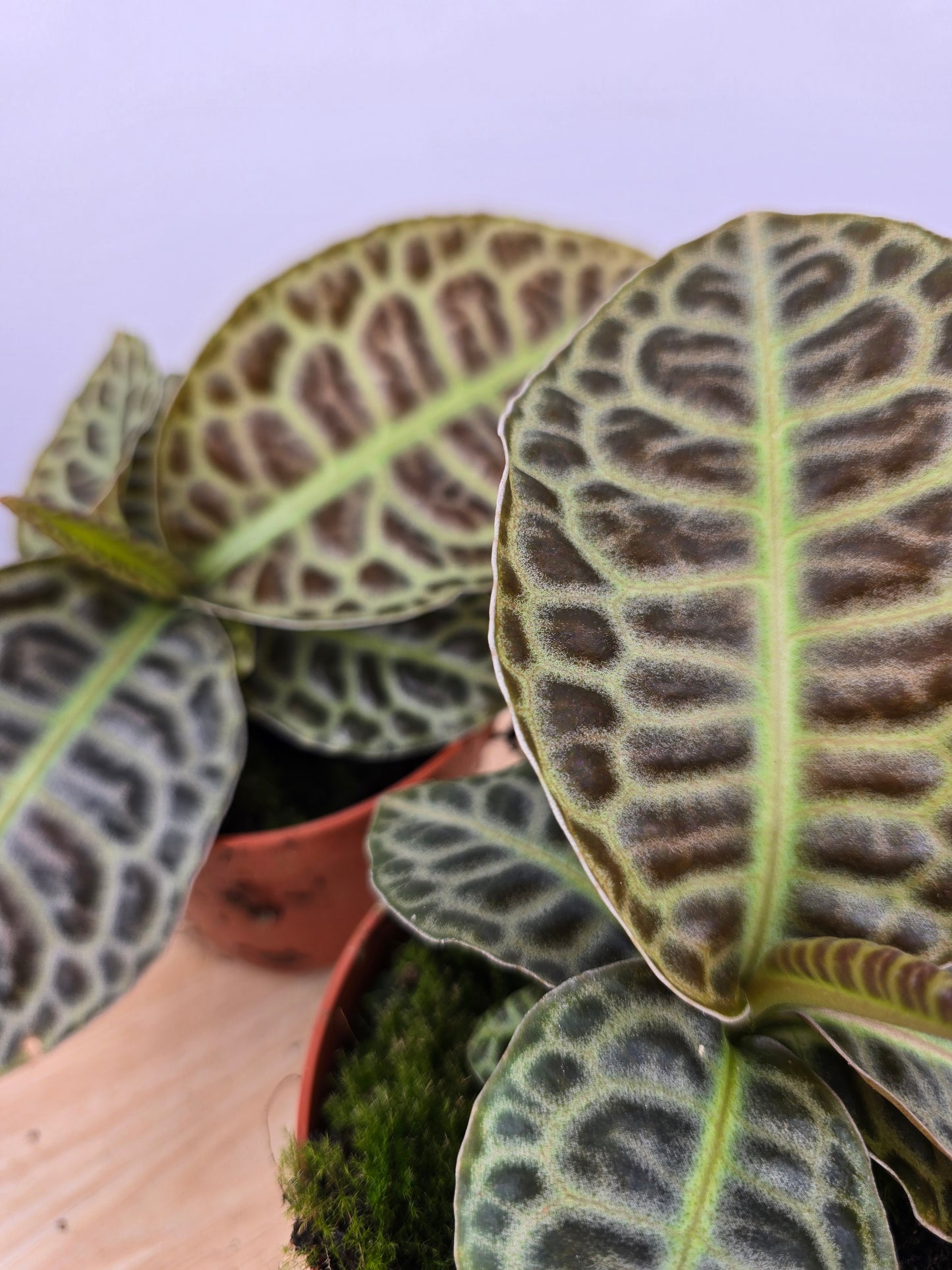 Labisia 'Turtle Back'