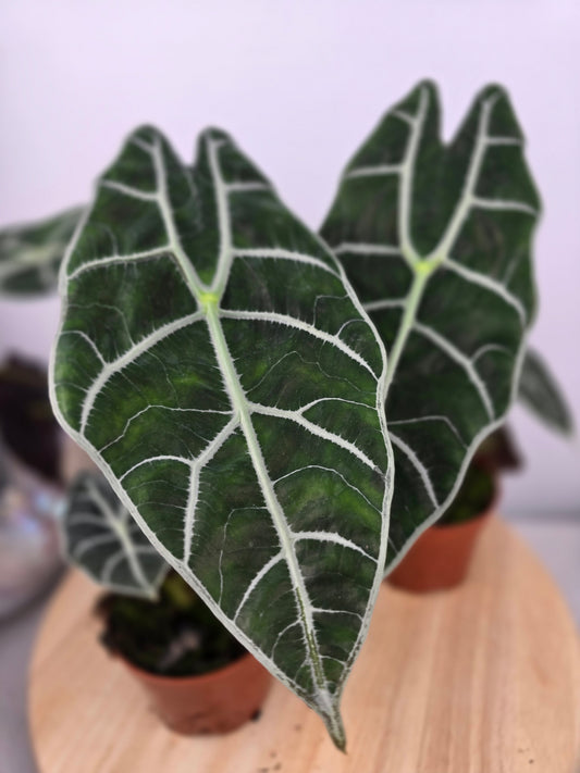 Alocasia Watsoniana auf Tisch