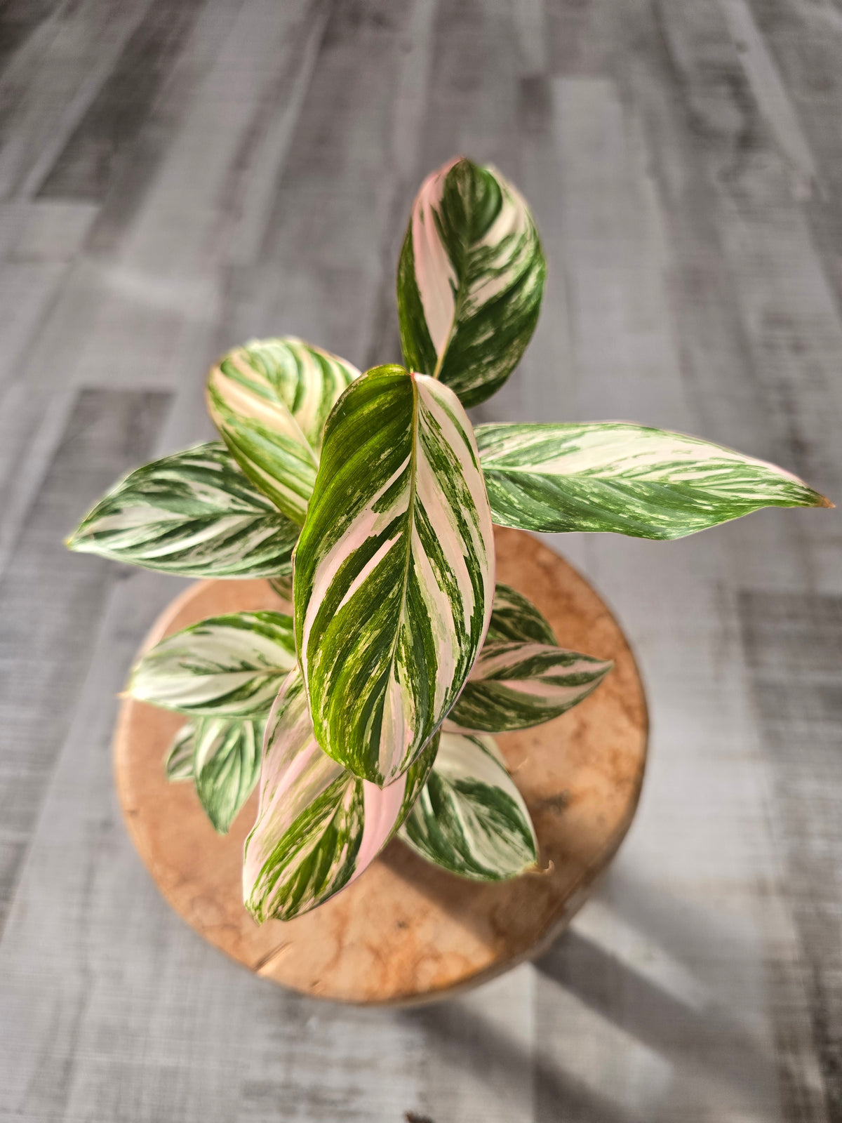 Calathea Glaza (LS 51)