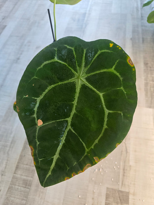 Anthurium forgetii x nigrolaminum gigi (1)