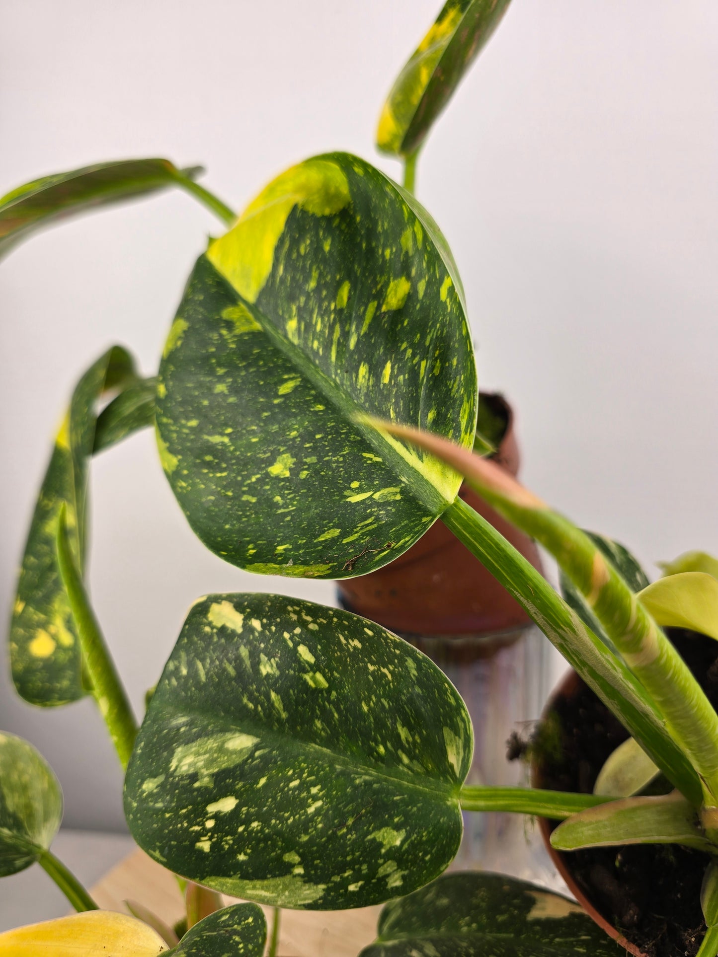 Philodendron Green Congo variegata