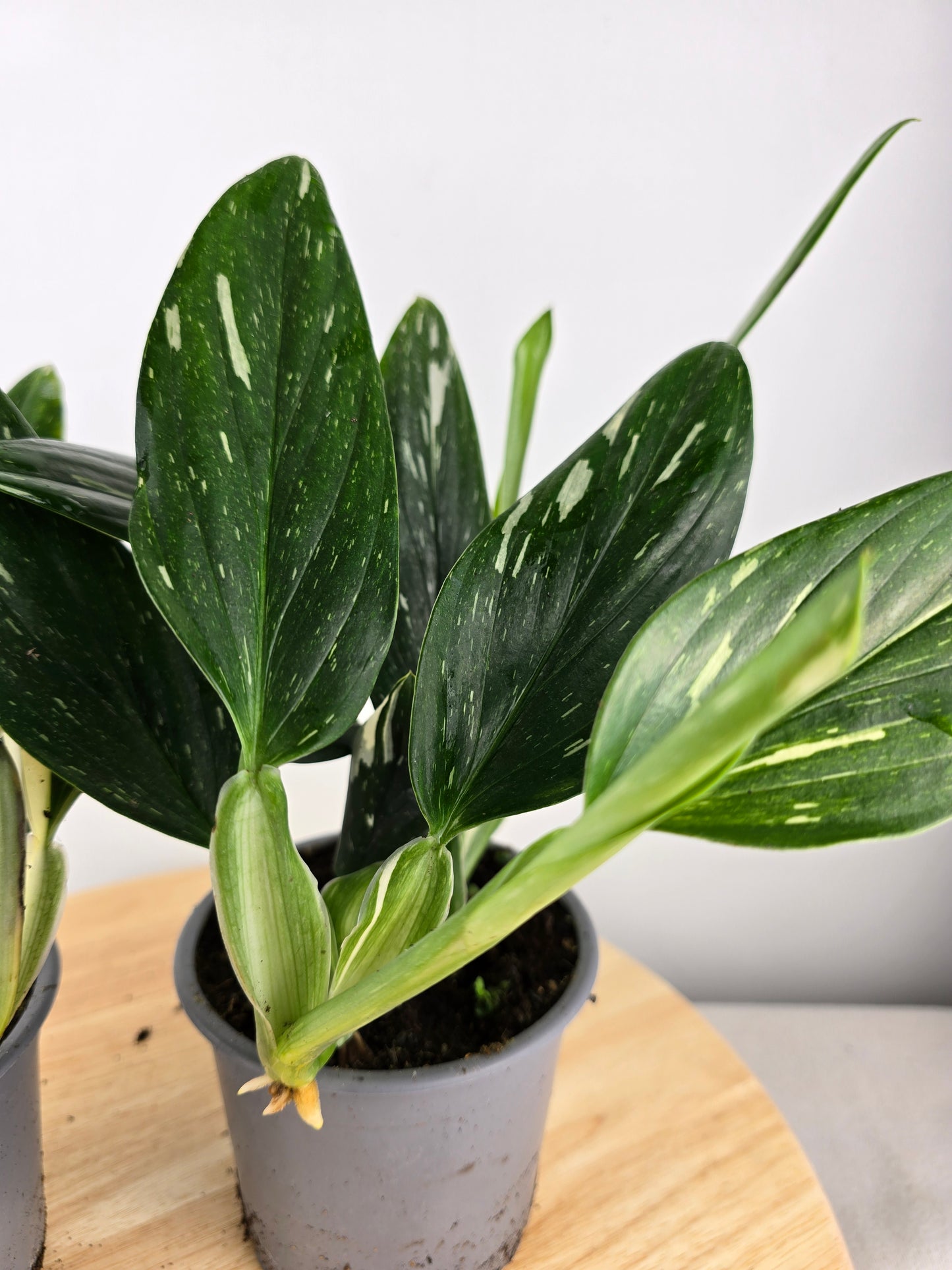 Monstera standleyana (Philodendron Cobra)