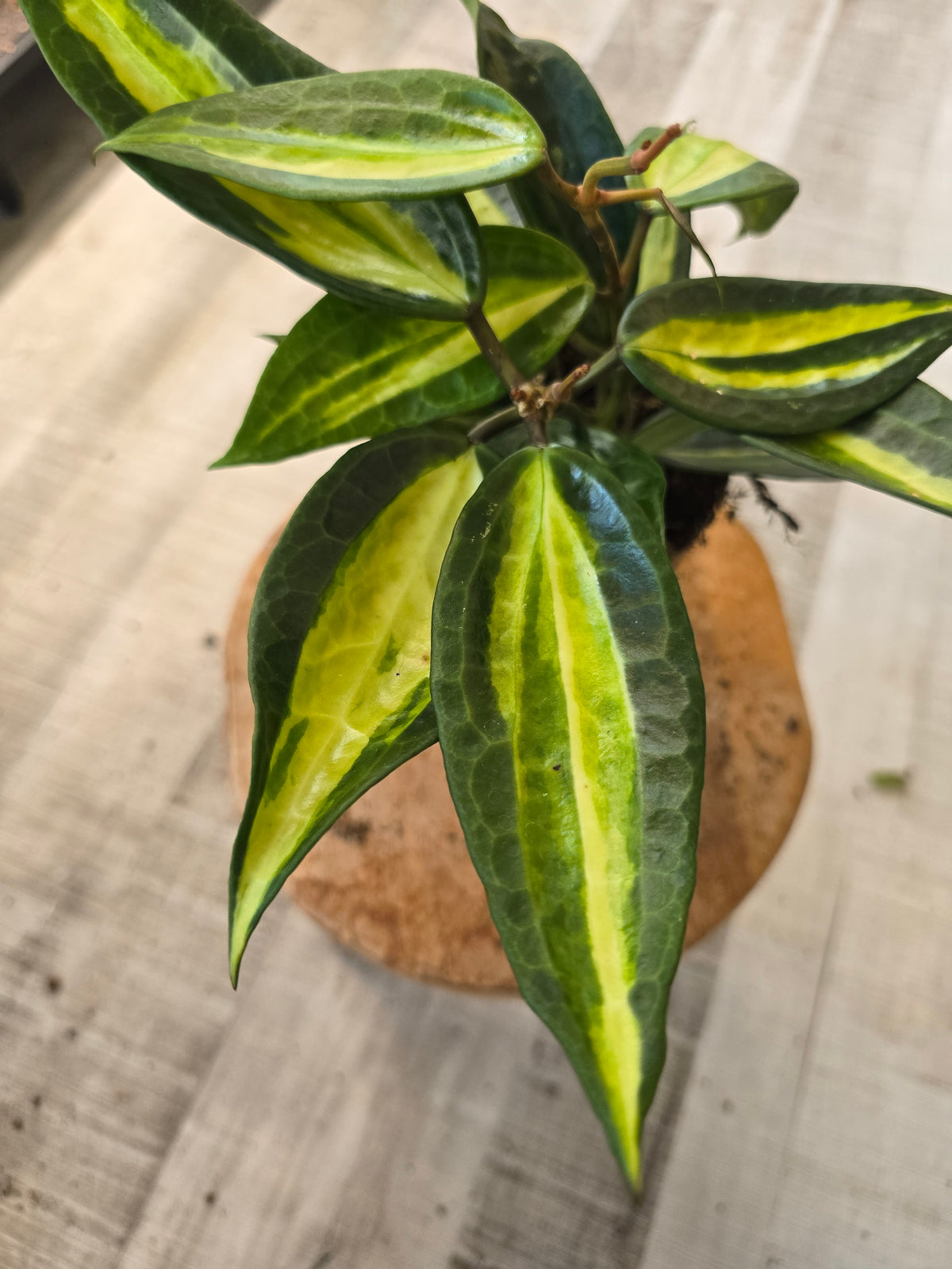 Hoya latifolia 'Pot of Gold'