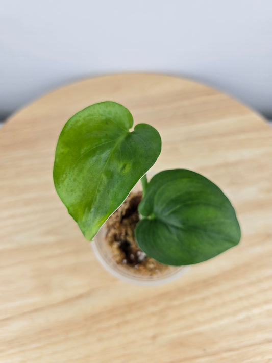 Scindapsus Jade Satin (JP)