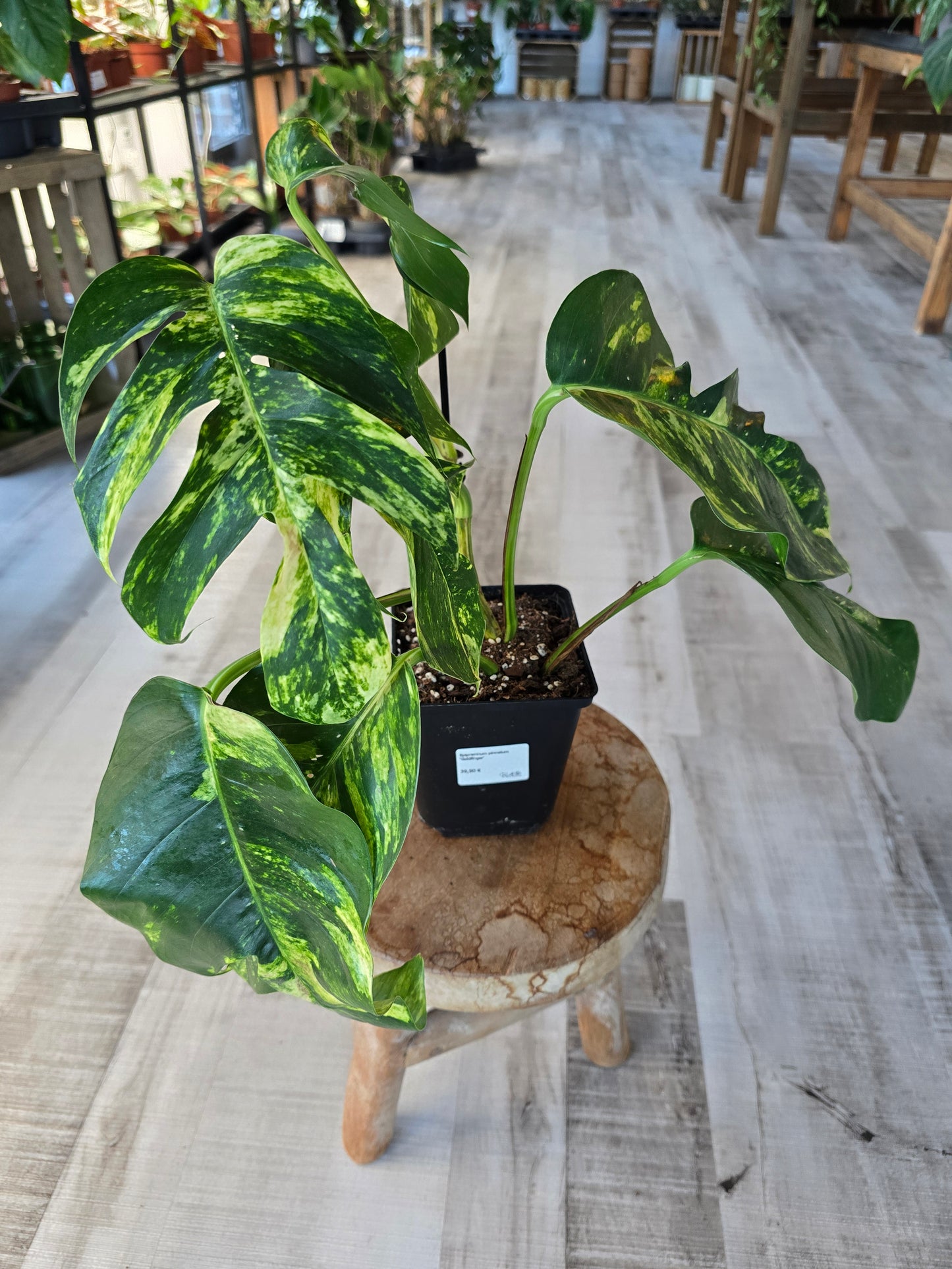 Epipremnum Pinnatum Cintho Goldfinger