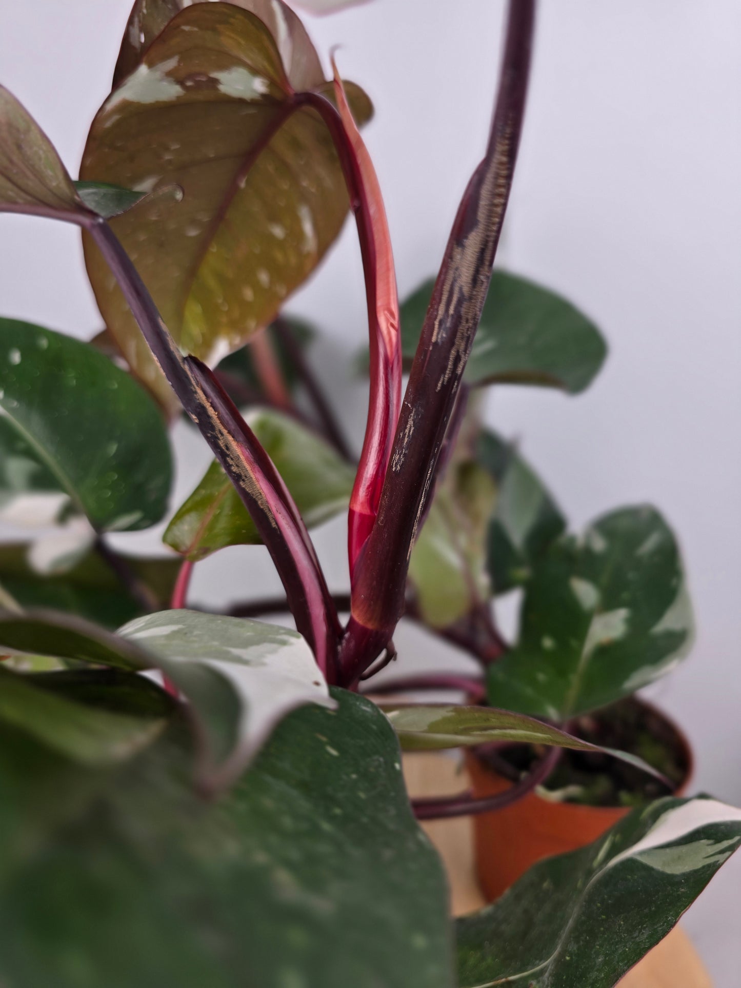 Philodendron 'Red Anderson'