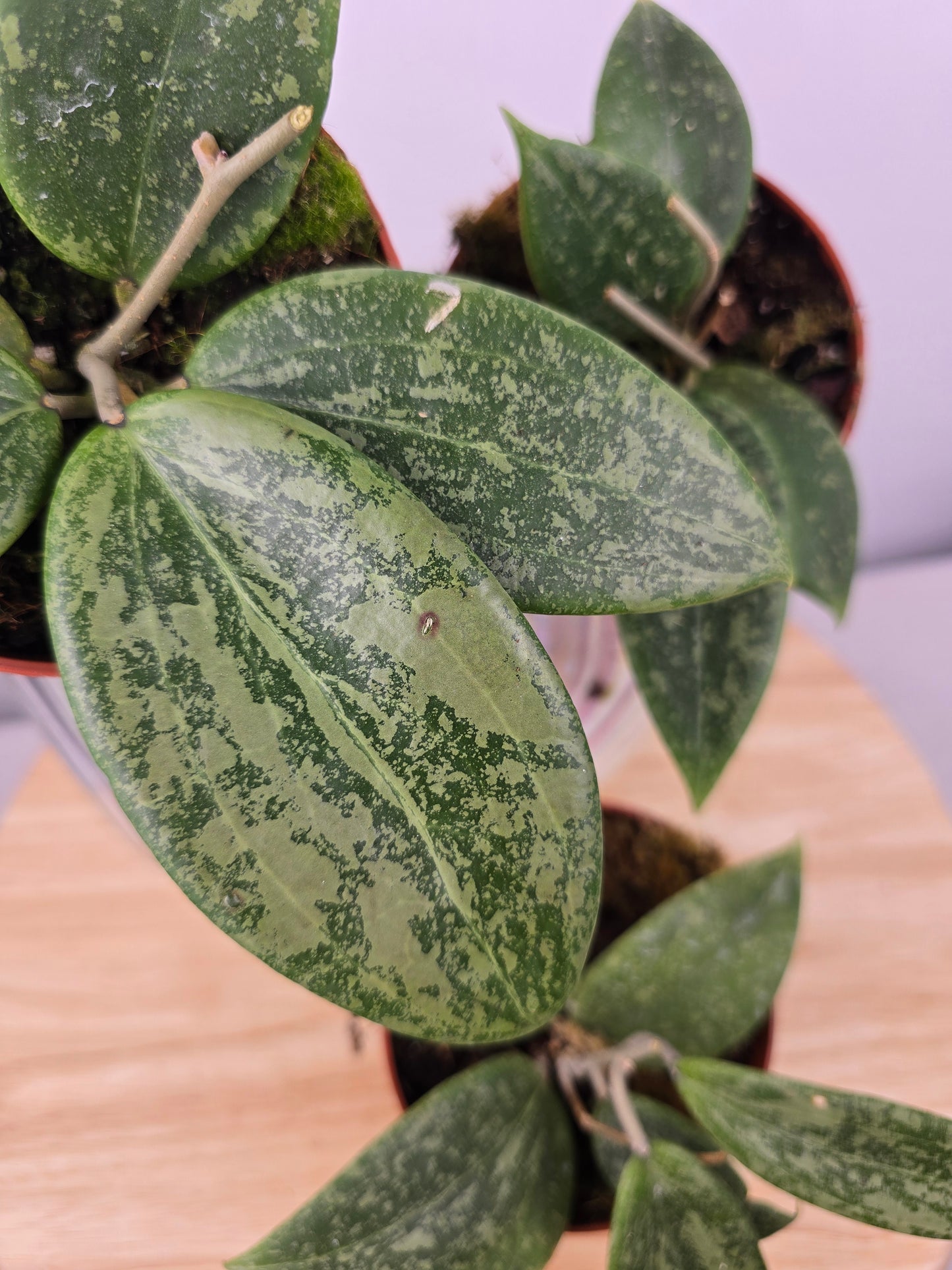 Hoya wibergiae