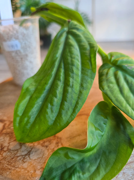 Rhaphidophora Korthalsii (RC)