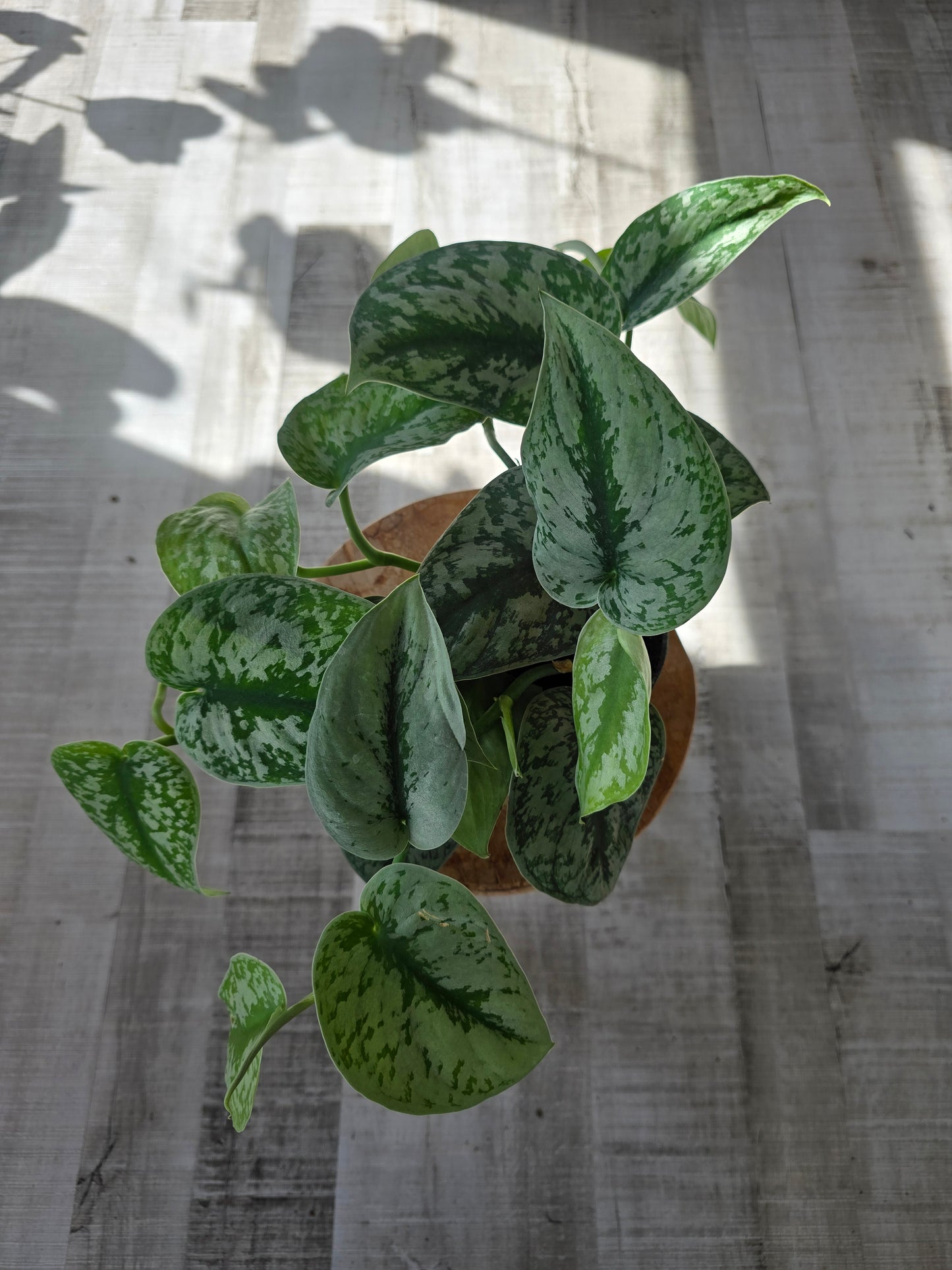 Scindapsus Pictus Exotica