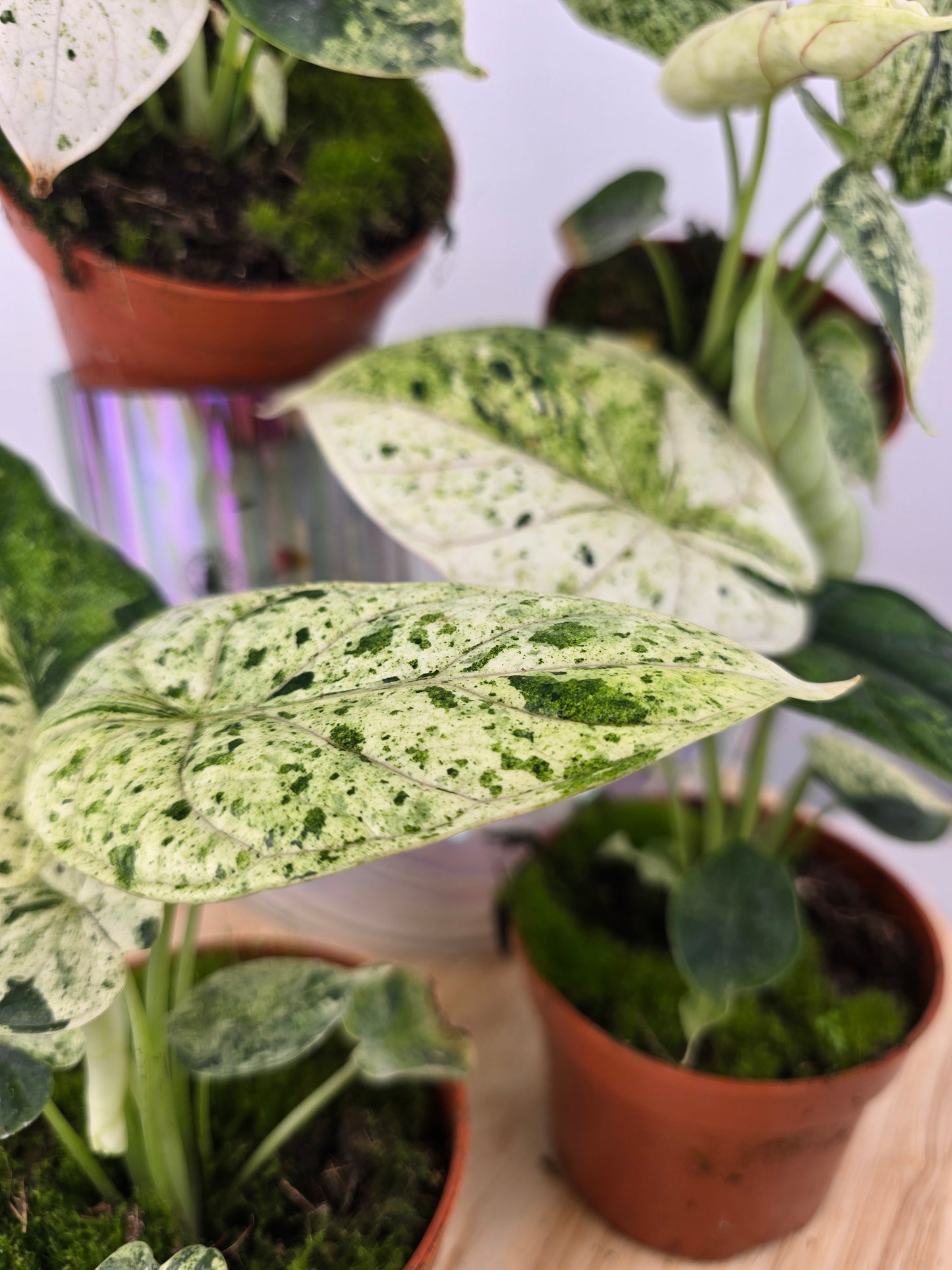 Alocasia 'Dragon Scale Variegata'