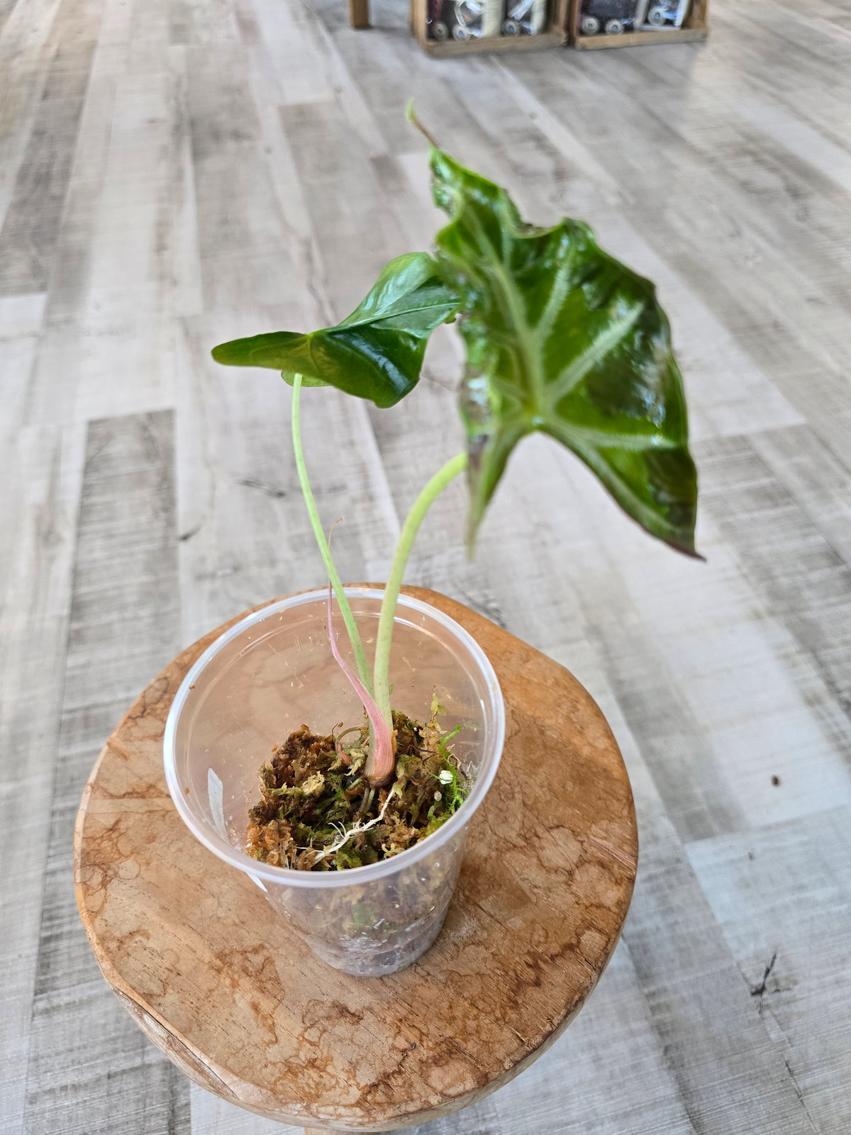 Alocasia Loco (JP)