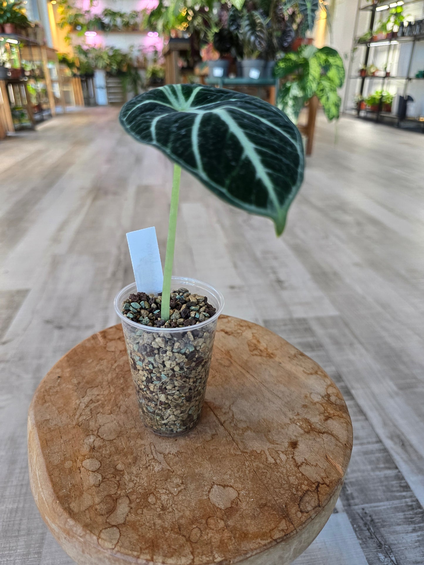 Alocasia Ninja (JP)