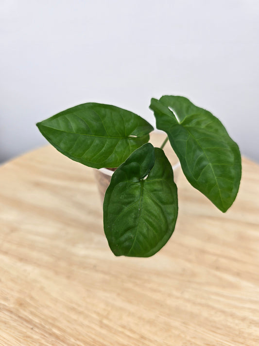 Syngonium Steyermarkii (JP)
