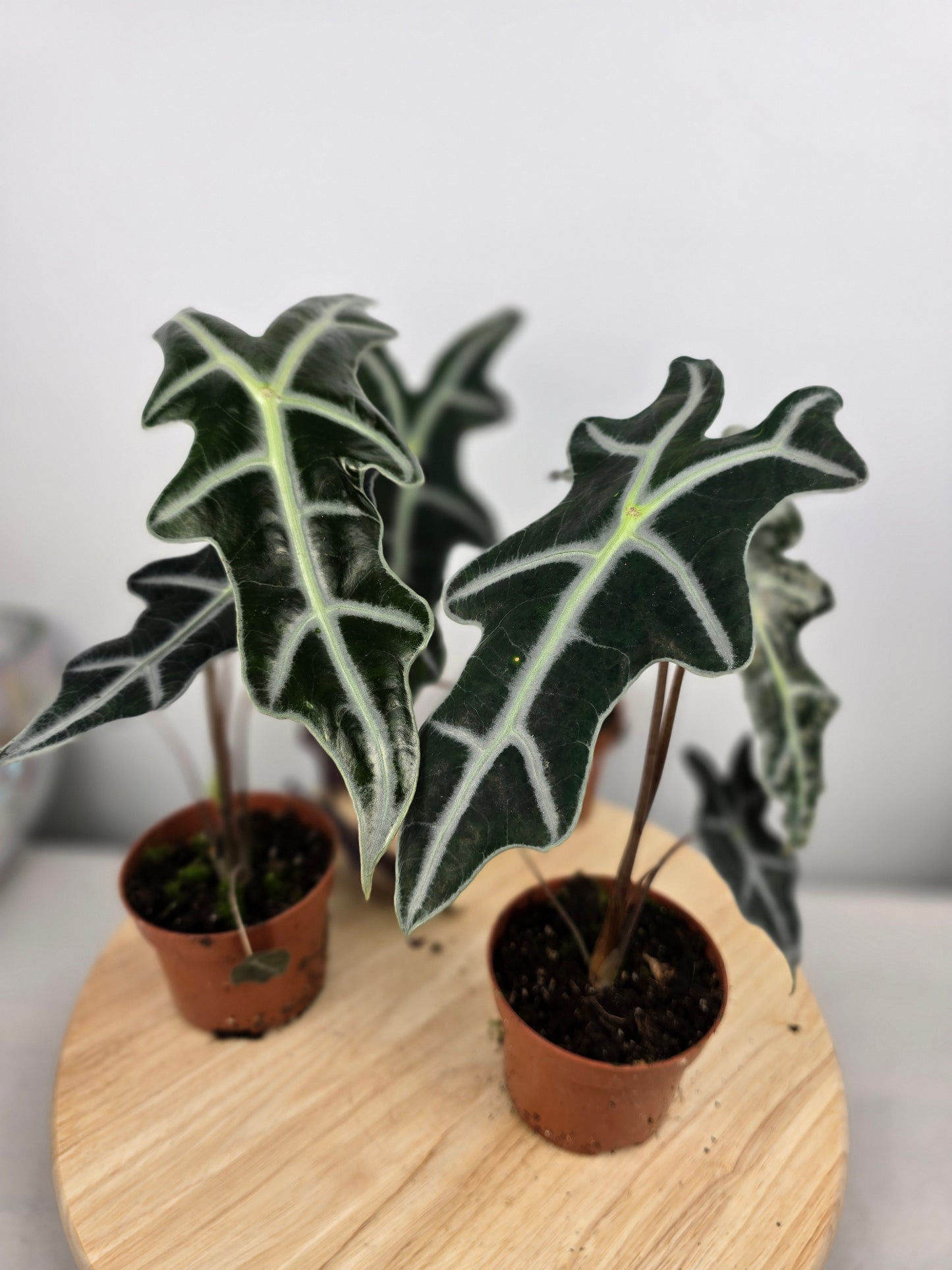 Alocasia Sanderiana 'Nobilis'