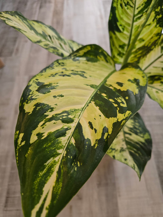 Dieffenbachia 'Yellow Star'