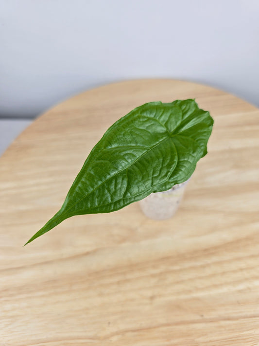 Alocasia Heterophylla Dragon's Breath (JP)