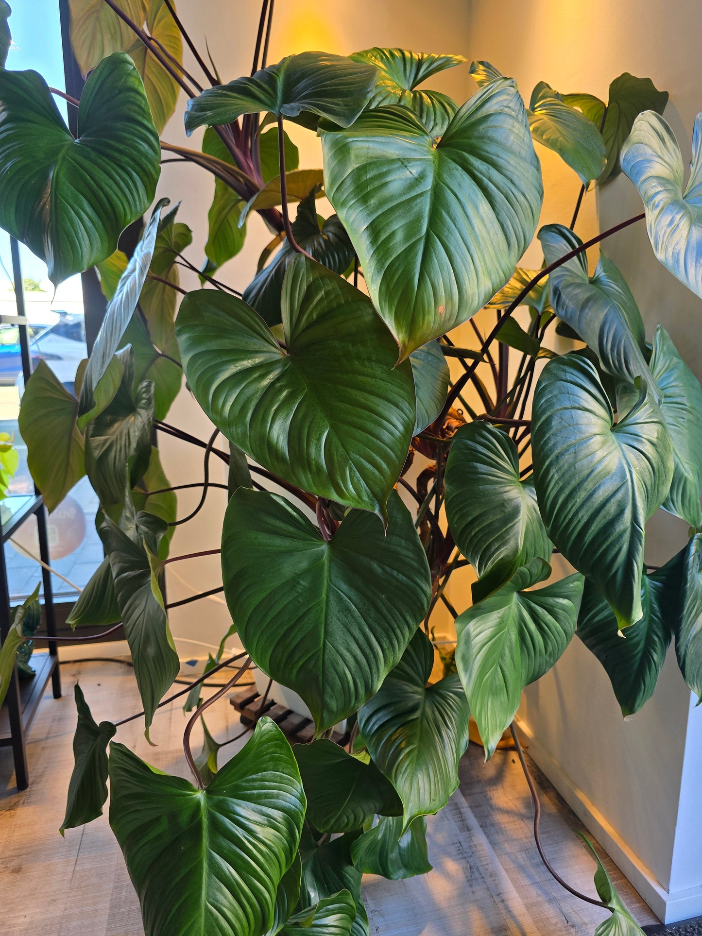Homalomena rubescens 'Maggy'